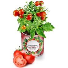 3 Adet  Konserve Domates Yetiştirme Kiti KB002