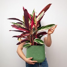 Hobi Tarım Beton Saksı 31X33CM