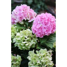 Isparta Gülü Pembe Canlı Ortanca Çiçeği Fidanı 10-20 cm