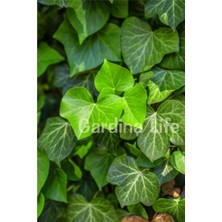 Isparta Gülü Duvar Sarmaşığı Fidanı Hedera Helix  10-20 cm