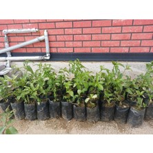 Isparta Gülü Saksılı Melisa Çiçeği Fidanı Yoğun Kokulu 10-20 cm