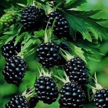 Isparta Gülü Saksılı Jumbo Böğürtlen Fidanı 10-20 cm