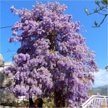 Isparta Gülü Mor Çiçekli Mor Salkım Fidanı (40-60 Cm)
