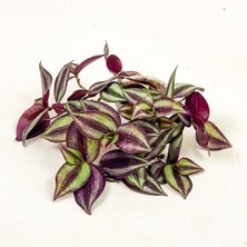 Isparta Gülü Tradescantia Zebrina (Telgraf) Çiçeği 10-20 cm