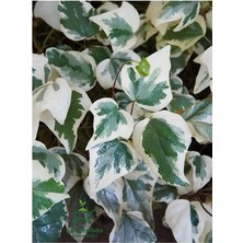 Isparta Gülü Alacalı Duvar Sarmaşığı Hedere Fidanı 10-20 cm