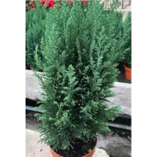 Isparta Gülü Living Room Pine Peyzaj Çamı Elwoodii 35-60 cm