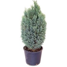 Isparta Gülü Elwoodi Pine Salon Çamı Elwoodi Çamı 30-60 cm