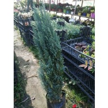 Isparta Gülü Ev Içi Süsleme Için Elwoodi Çamı Fidanı 40-60 cm