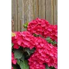 Isparta Gülü Açık Kırmızı Ortanca Çiçeği Fidanı Saksılı 10-20 cm