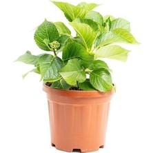 Isparta Gülü Ebruli Ortanca Fidanı Saksılı 10-20 cm
