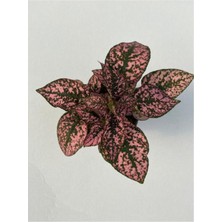 Isparta Gülü Hypoestes Rose Hostes Çiçeği Fidanı Alacalı Pembe 10-20 Cm