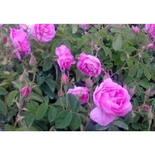 Kokulu Yediveren Pembe Isparta Gülü Fidanı 10-20 cm