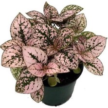 Isparta Gülü Pembe Hostes Çiçeği Fidanı Fidesi 10-20 cm