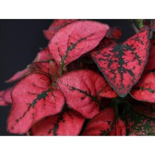 Isparta Gülü Kırmızı Hostes Çiçeği Fidanı 10-20 Cm