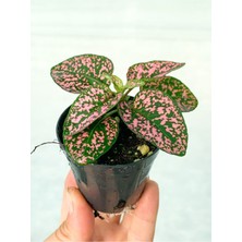 Isparta Gülü Mini Pembe Hypoestes Bitkis Hostes Fittonia Çiçeği Fidanı 10-20 cm