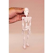 Modelerman Design Flexi Skeleton - Esnek 3D Baskı Iskelet Modeli