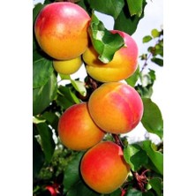 Ahal Fidan Yarı Bodur Kokulu Bursa Yarma Şeftali Fidanı