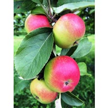 Ahal Fidan Tüplü Kokulu Amasya Misket Elması Fidanı