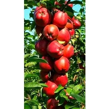 Ahal Fidan Tüplü Yarı Bodur Dayanıklı Starking Elma Fidanı