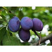 Ahal Fidan Tüplü Yarı Bodur Stanley Briton Erik Fidanı