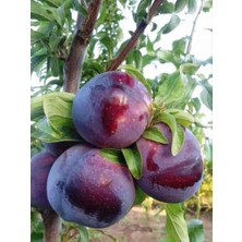 Ahal Fidan Yarı Bodur Lezzetli Black Diamond Erik Fidanı