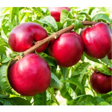 Ahal Fidan Tüplü Yarı Bodur Verimli Caldesi 2000 Nektarin Fidanı