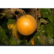 Ahal Fidan Tüplü Yarı Bodur Nashi Naşi Japon Armut Fidanı