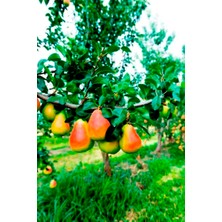 Ahal Fidan Tüplü Yarı Bodur Lezzetli Carnem Armut Fidanı