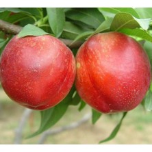 Ahal Fidan Tüplü Kendine Verimli Sweet Lady Nektarin Fidanı