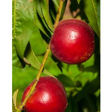 Ahal Fidan Tüplü Lezzetli Amiga Nektarin Fidanı