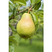 Ahal Fidan Tüplü Yarı Bodur Iri Meyveli Deveci Armut Fidanı