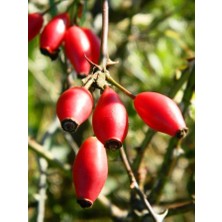 Ahal Fidan Tüplü Tamamen Dikensiz Inermis Kuşburnu Fidanı