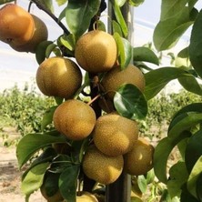 Ahal Fidan Tüplü Kosui Japon Armut Fidanı