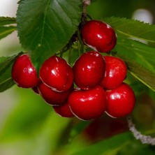 Ahal Fidan Tüplü Yarı Bodur Erkenci Çeşit Early Lory Kiraz Fidanı