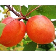 Ahal Fidan Tüplü Erkenci Auro Kayısı Fidanı