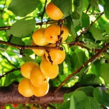 Ahal Fidan Tüplü Şekerpare Kayısı Fidanı