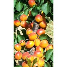 Ahal Fidan Tüplü Lezzetli Aldeniz Kayısı Fidanı