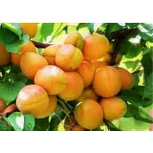 Ahal Fidan Tüplü Iğdır Şalağı (Apricos) Kayısı Fidanı