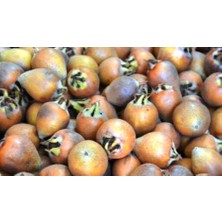 Ahal Fidan Tüplü (Aşılı) Döngel Muşmula Fidanı