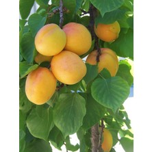 Ahal Fidan Tüplü Yüksek Verimli Bebeko Kayısı Fidanı