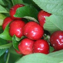 Ahal Fidan Tüplü Yarı Bodur Verimli North Wonder Kiraz Fidanı