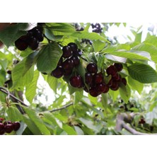 Ahal Fidan Tüplü Kaliteli Lezzetli Ziraat Napolyon Kiraz Fidanı