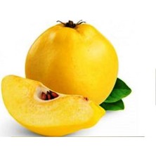 Ahal Fidan Tüplü Yarı Bodur Mayhoş Aromalı Limon Ayva Fidanı