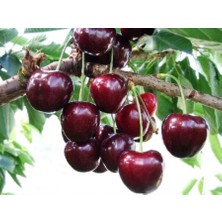 Ahal Fidan Tüplü Yarı Bodur Iri Meyveli Star Giant Kiraz Fidanı