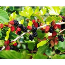 Ahal Fidan Tüplü Ekşi Kara Urmu Ekin Dut Fidanı