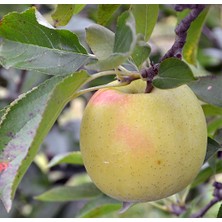 Ahal Fidan Golden Elma Fidanı Aşılı 2 Yaşlı Tüplü 120-150 cm