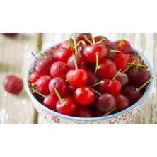 Ahal Fidan Yarı Bodur Iri Meyveli Kütahya Vişne Fidanı