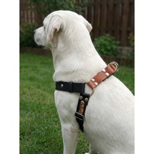 Balkonda Köpek Göğüs Tasması Büyük Irk Ayarlamalı Kolon Kordon & Deri Siyah