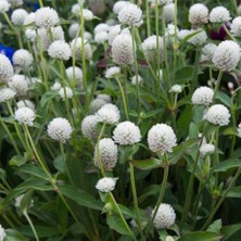 Delixa --- Hanım Düğmesi Çiçeği Tohumu