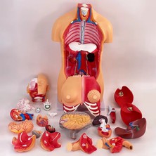 ECE Insan Vücudu Modeli Torso 85CM 23 Parça Unisex Kadın Erkek Tam Boy Gerçekçi Renkler Kaideli